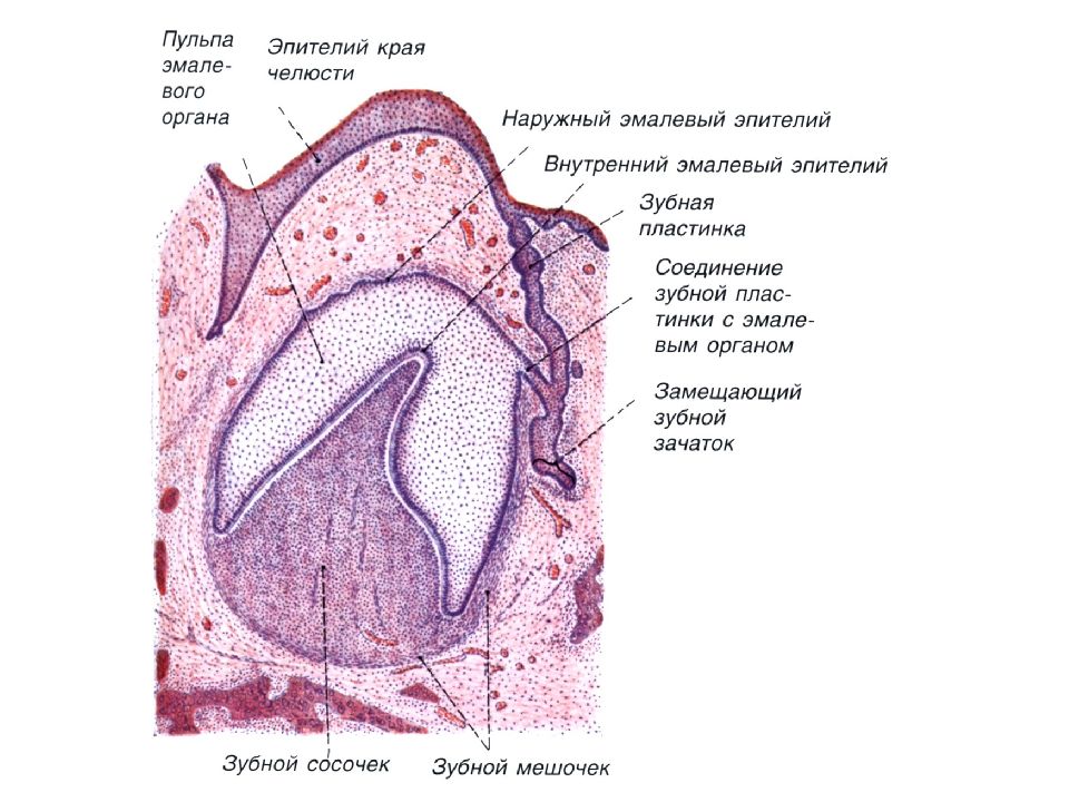 Развитие зуба схема гистология