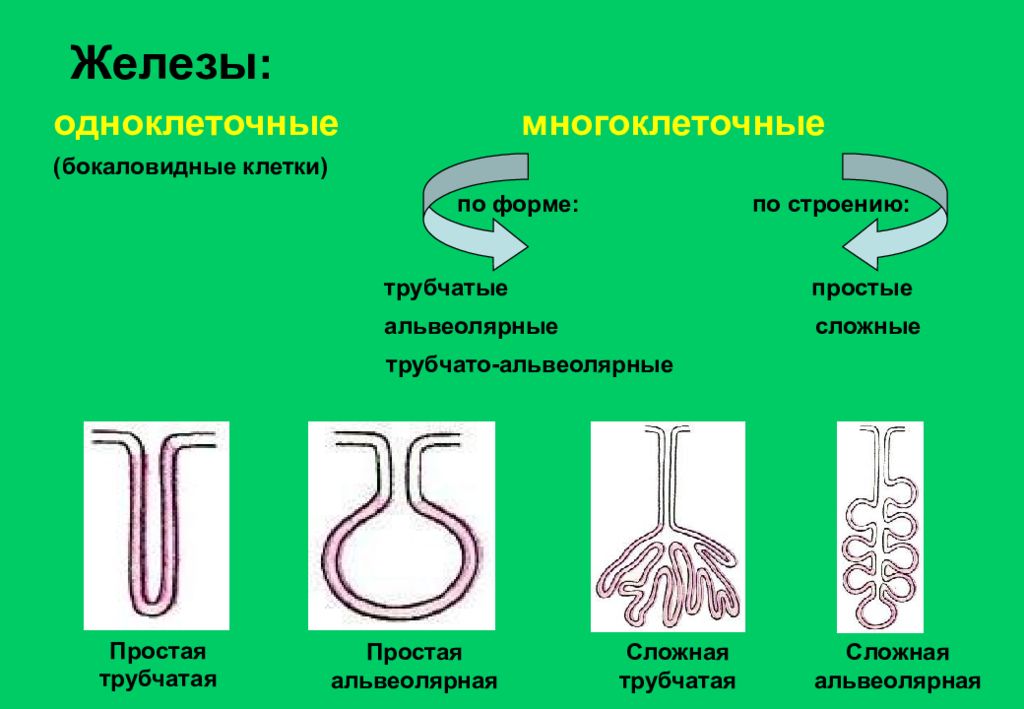 Простые трубчатые железы. Простая трубчатая железа строение. Строение трубчатой железы. Одноклеточные бокаловидные железы. Бокаловидная железа.