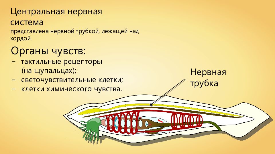 Трубчатая нервная система