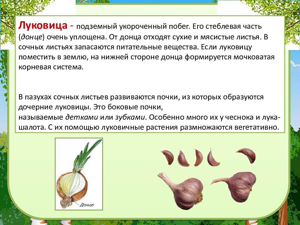 Стебель презентация 6 класс