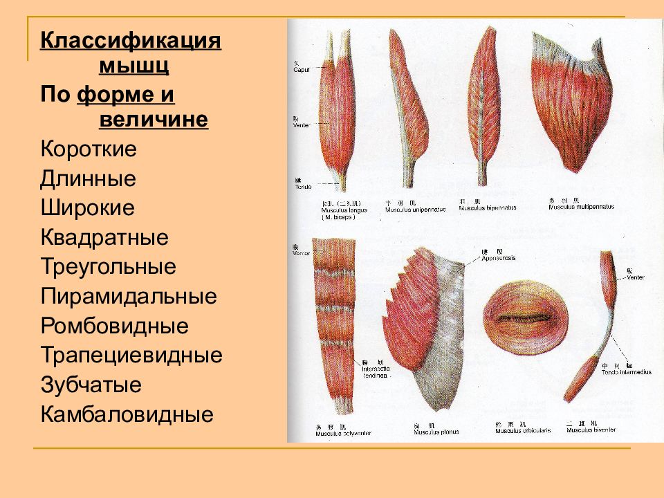 Мышцы виды. Классификация мышц человека по направлению волокон. Классификация мышц по направлению мышечных волокон. Классификация скелетных мышц по форме. Классификация мышц длинные короткие широкие.