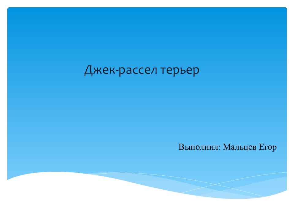 Джек- рассел терьер Выполнил: Мальцев Егор