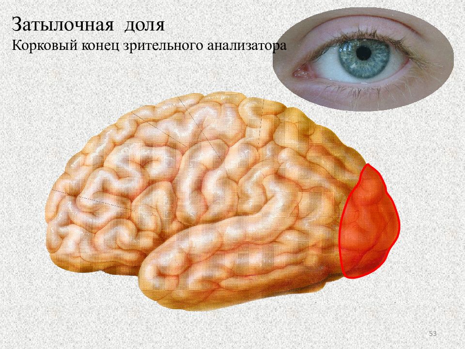 Затылочно теменная область мозга. Корковый отдел зрительного анализатора зоны.