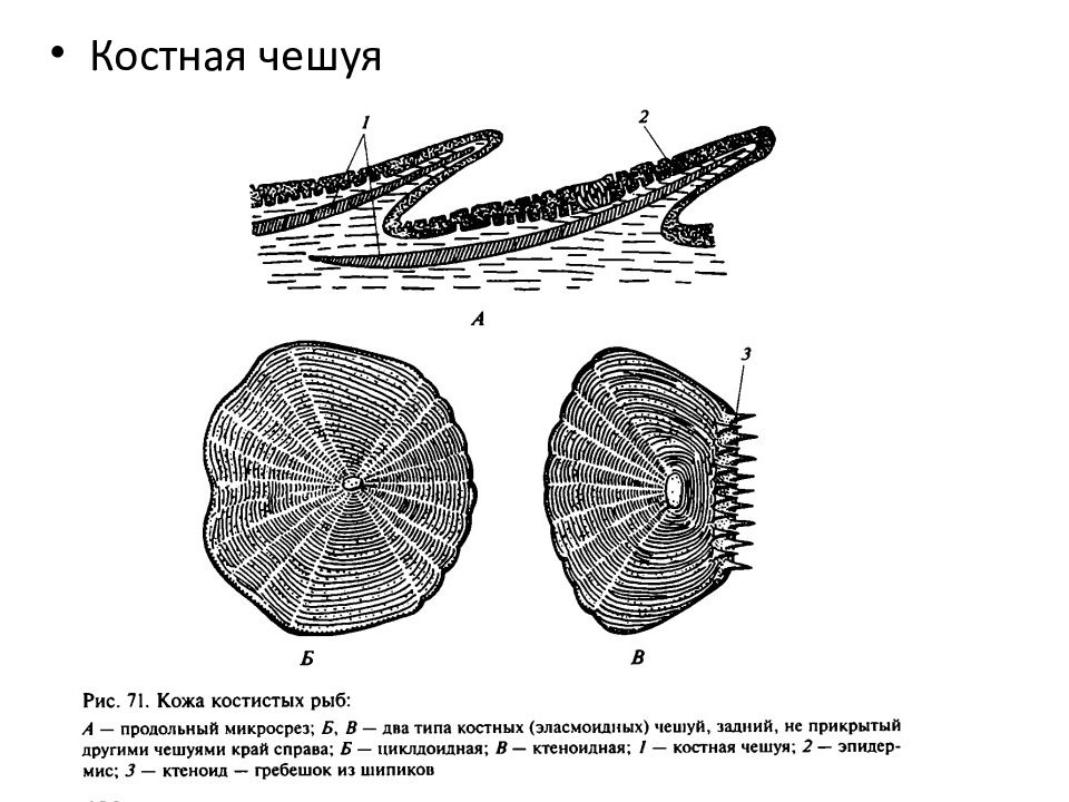 Тело костных рыб