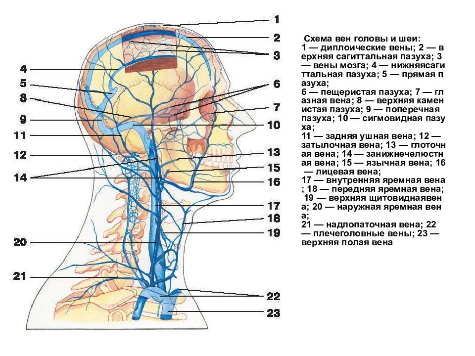 Вены головы и шеи схема