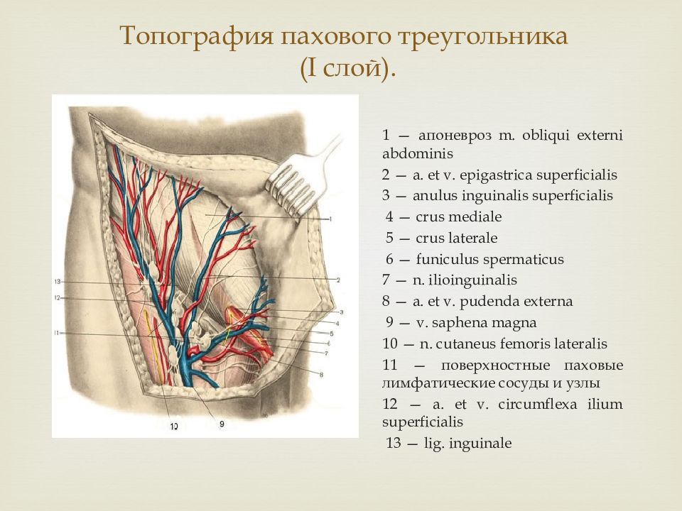 Треугольник кало топографическая анатомия