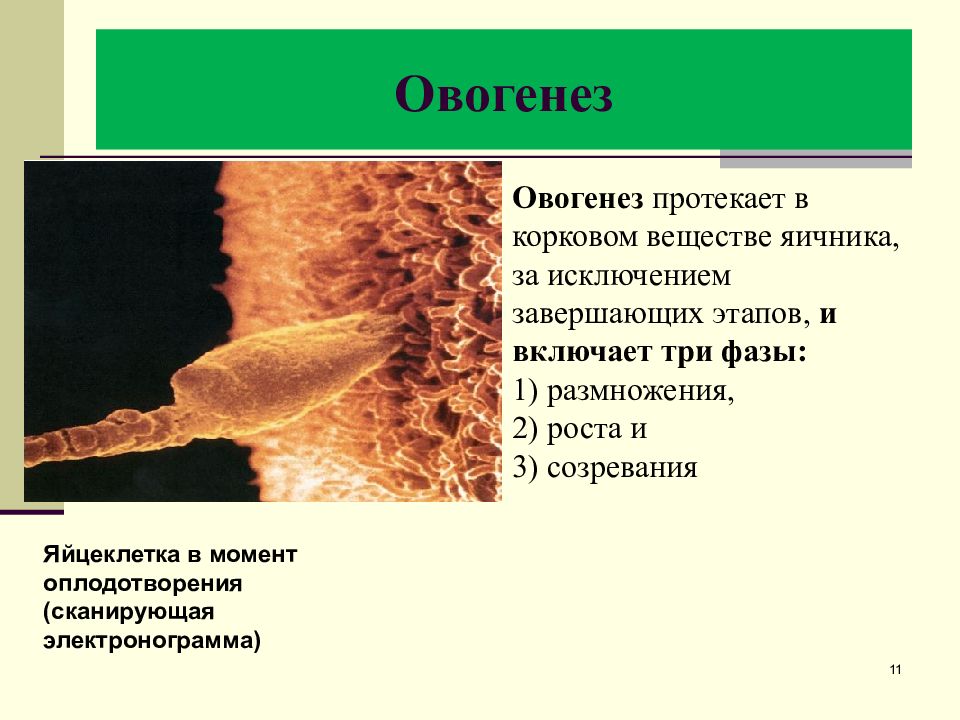 половая система какая ткань