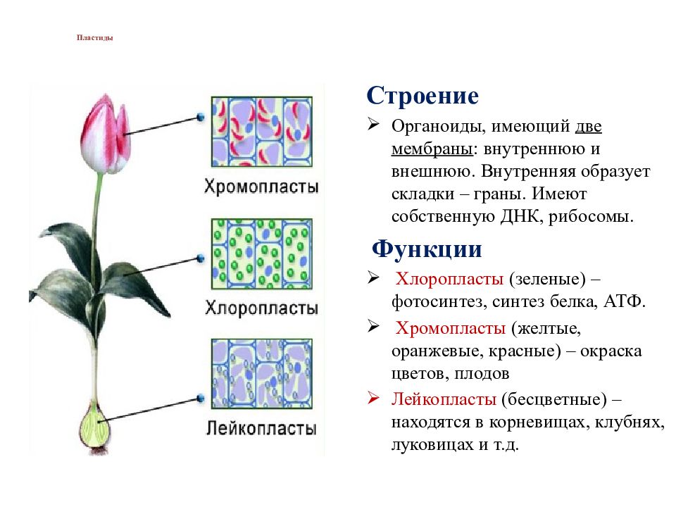 Функции хлоропластов. Пластиды хлоропласты функции. Функции пластид в клетке. Пластиды хромопласты функции. Пластиды хлоропласты строение.