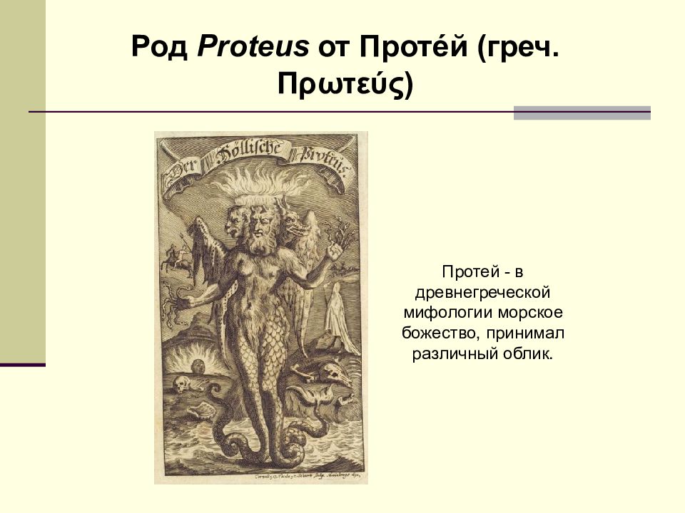 Протей греческий. Протей Бог древней Греции. Протей Морское божество. Протей (мифология). Протей — морского божества древнегреческой мифологии.