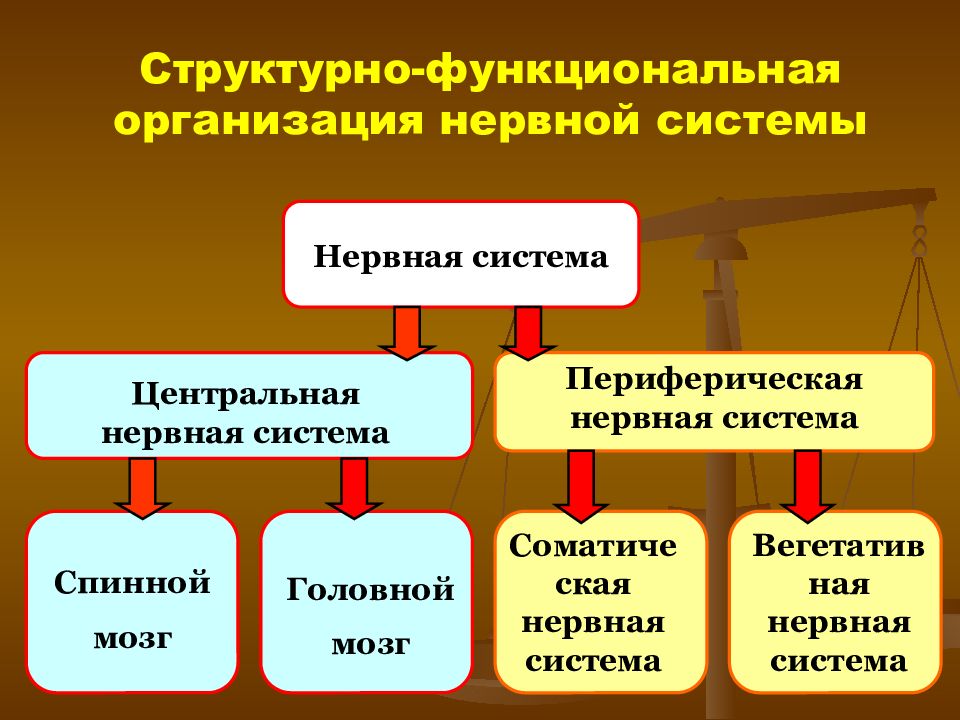 Составьте и заполните схему значение нервной системы