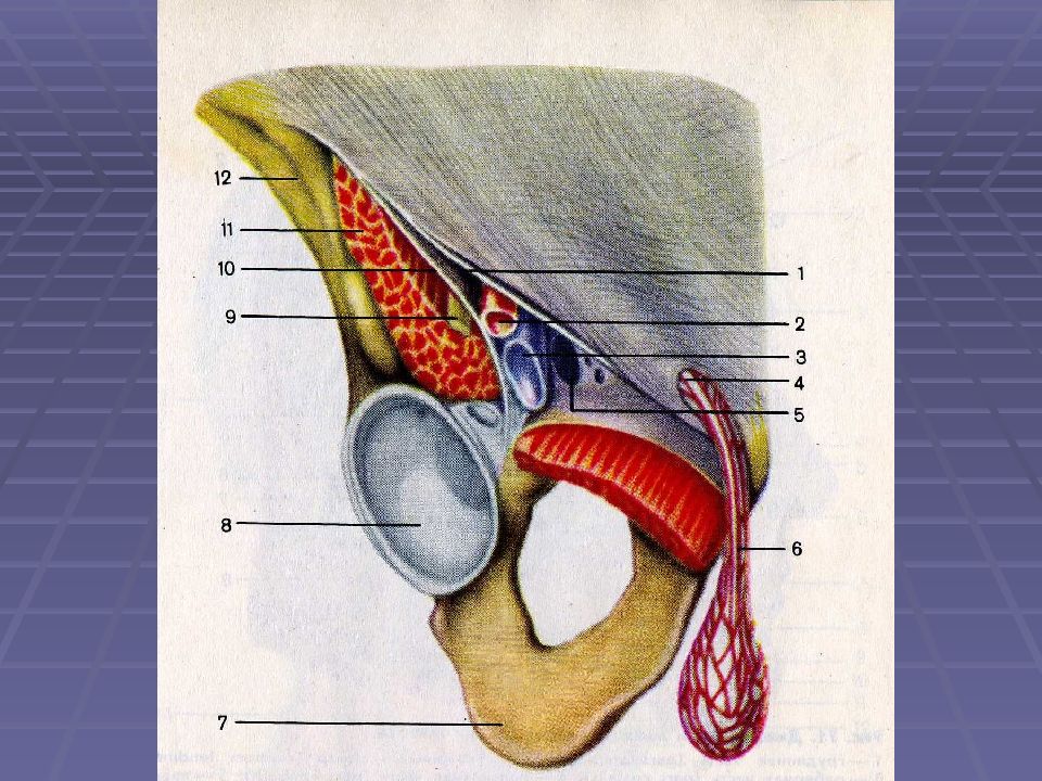 Пупартова связка анатомия. Бедренный канал сосудистая лакуна. Паховый канал и сосудистая лакуна. Мышечная лакуна анатомия.