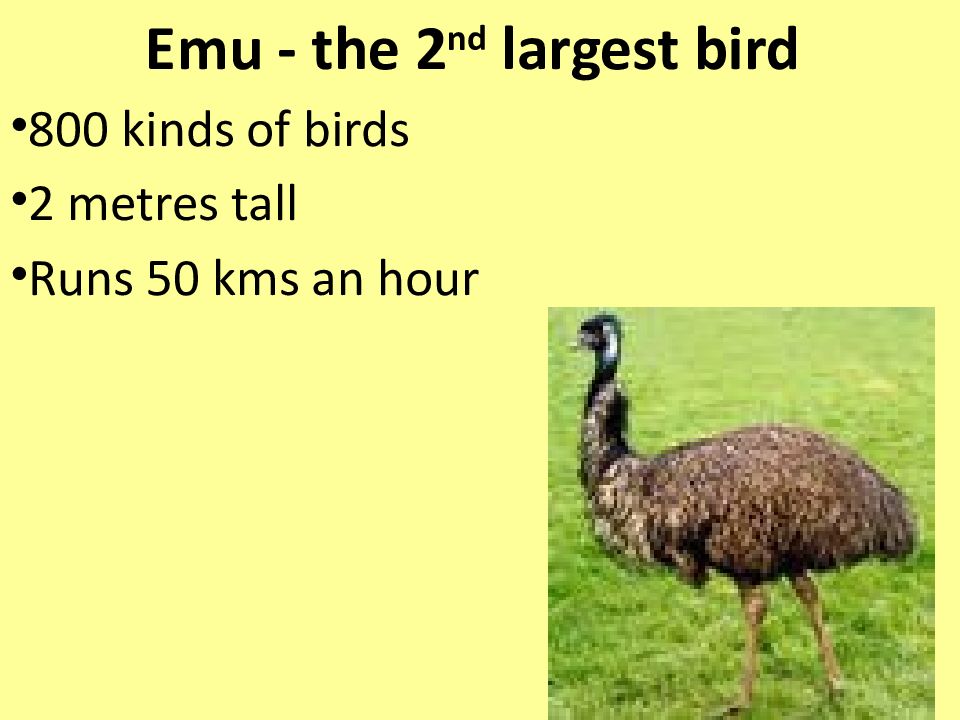 Emus are very large birds