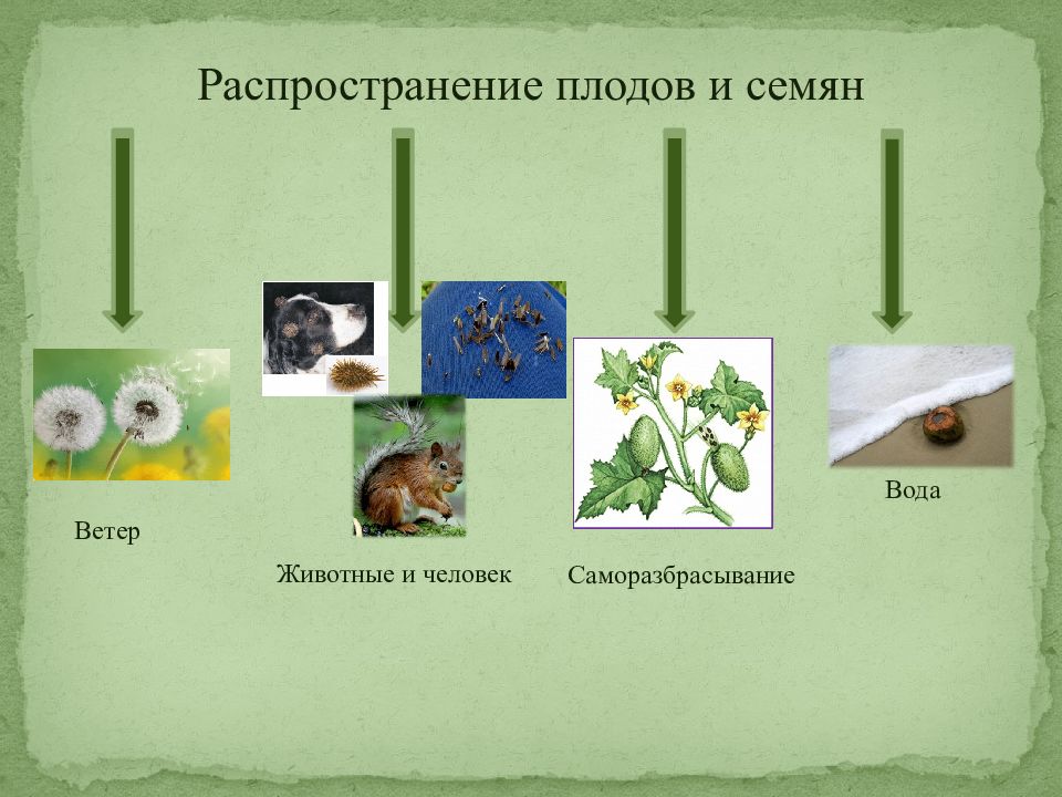 Тема размножение и развитие растений 3 класс