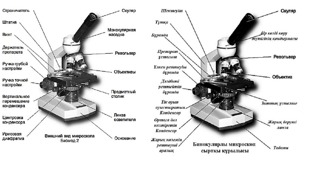 Строение микроскопа презентация