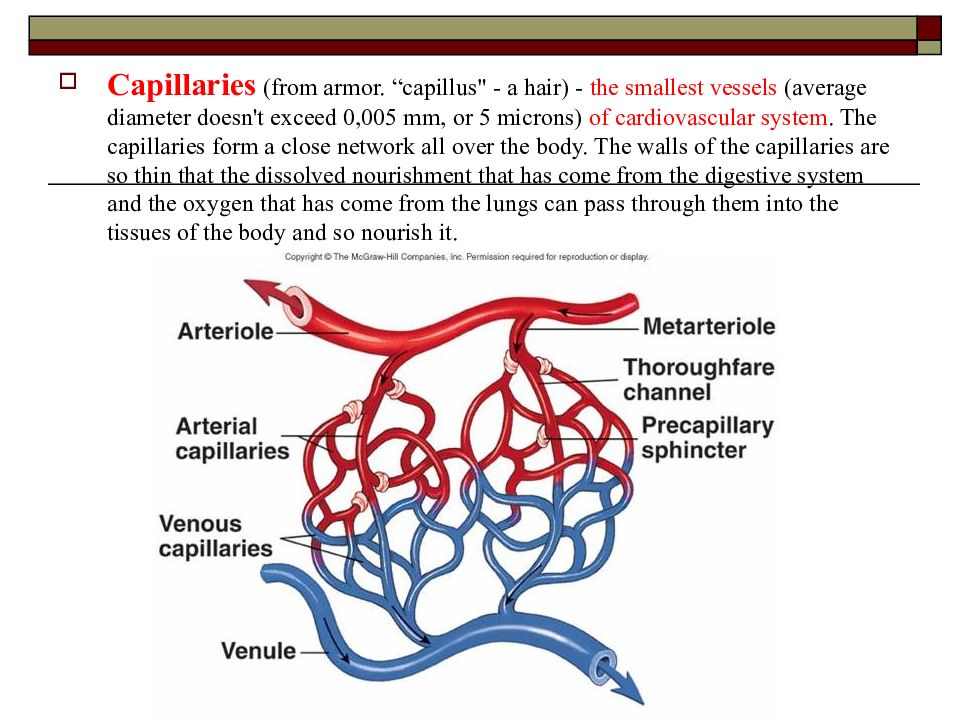 Close network. Artificial Blood circulation presentation.