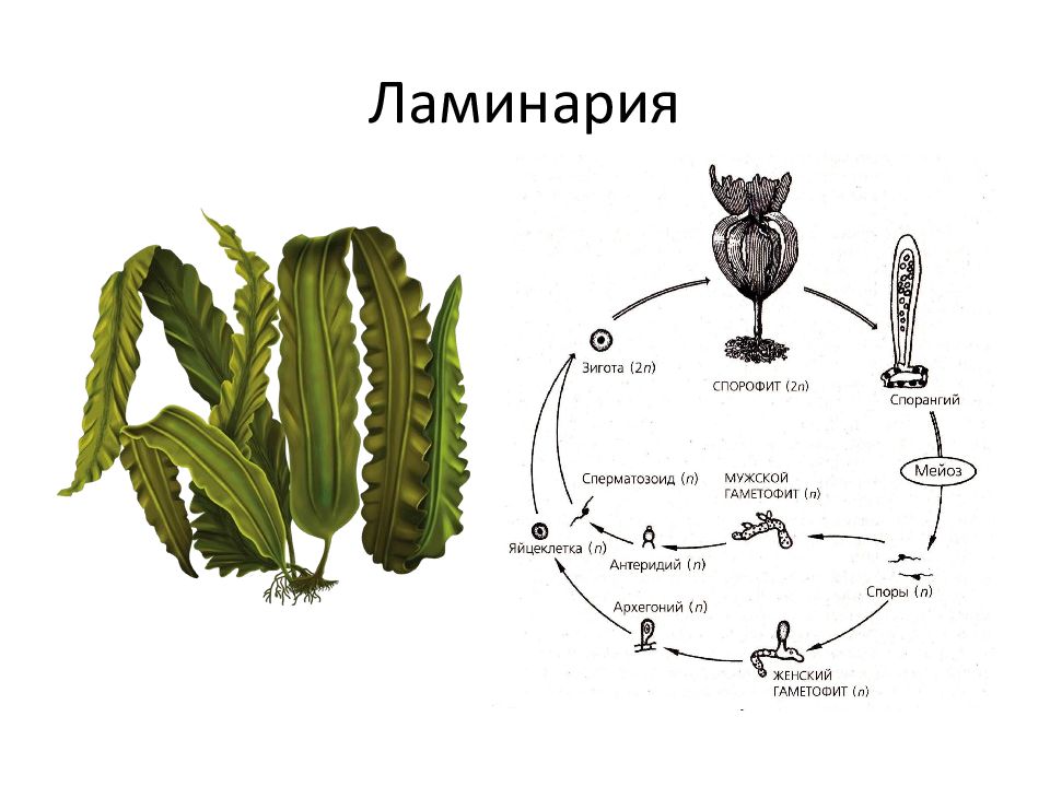 Жизненный цикл ламинарии схема