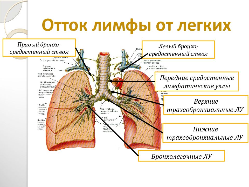 Лимфоотток