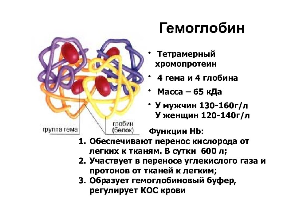 Гемоглобин строение виды. Гемоглобин строение и функции. Гемоглобин 4 структура. Особенности строения гемоглобина. Гемоглобин строение и функции биохимия.