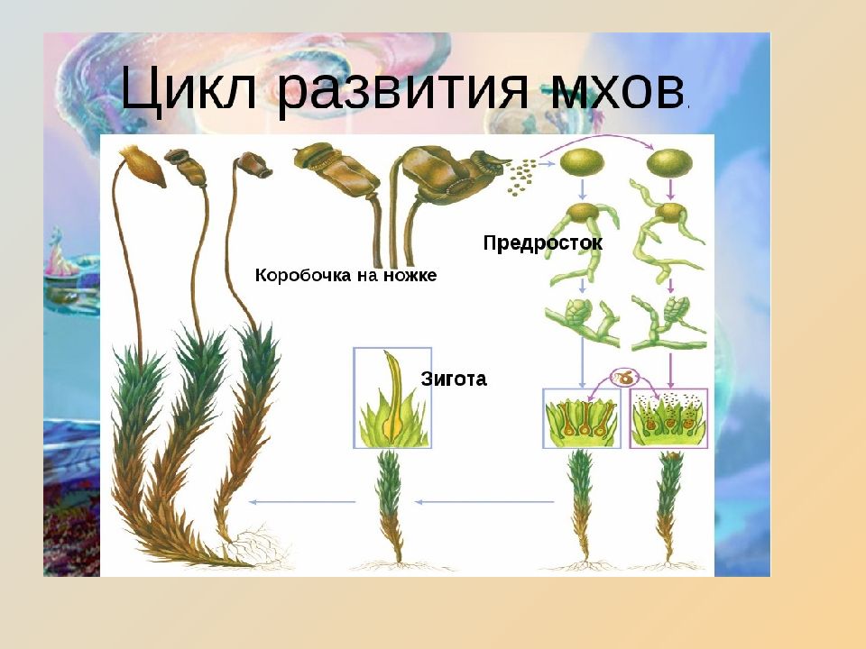 Циклы растений презентация