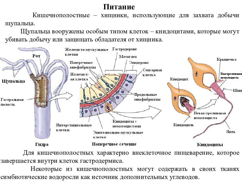 Пищеварительные клетки. Книдоциты у кишечнополостных. Внутреннее строение кишечнополостных. Строение пищеварительной клетки кишечнополостных. Типы клеток кишечнополостных.
