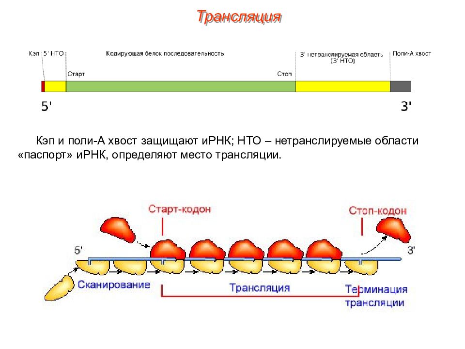 Трансляция генов. Поли-a-хвост матричной РНК. Трансляция белка. Трансляция ИРНК. Кэп Синтез белка.