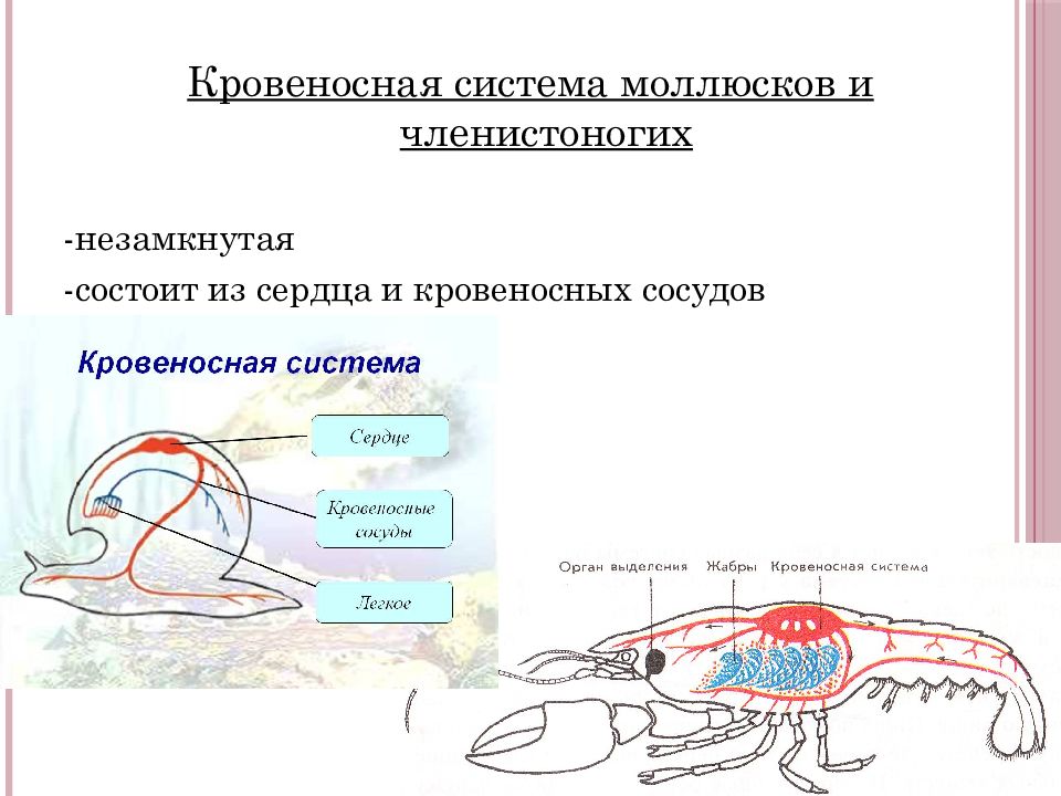 Схема кровеносной системы членистоногих