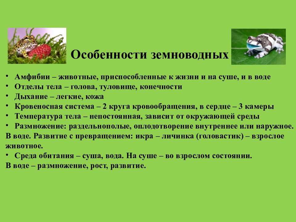 Особенности земноводных 3 класс