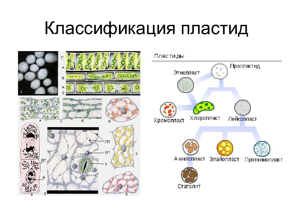 Виды пластид. Классификация пластид. Классификация пластид растительной клетки. Классификация пластид в растении. Классификация растительных клеток.