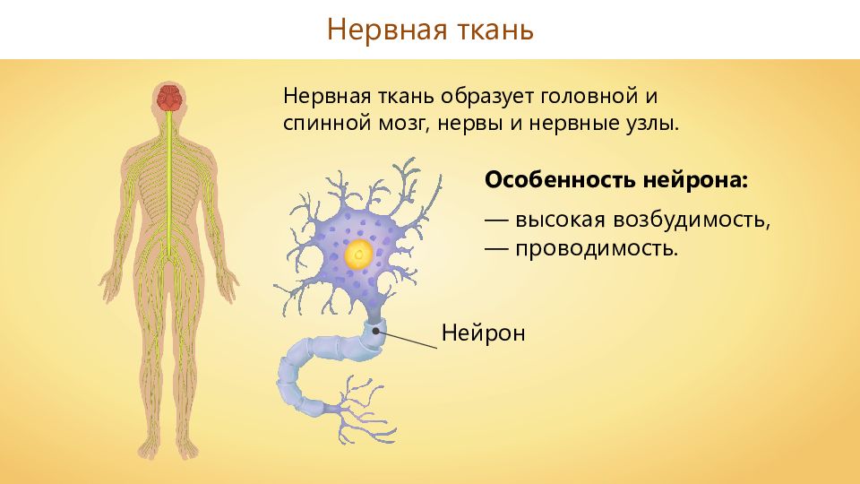 Нервные узлы и нейрон. Нервы и нервные узлы образуют. Нервные узлы образованы. Нервная ткань образует спинной и головной мозг, нервные узлы и нервы.. Нервная ткань образует спинной.