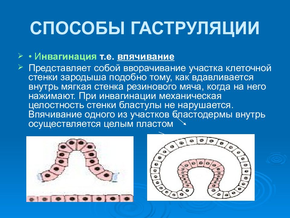 Презентация онтогенез репродуктивное здоровье человека