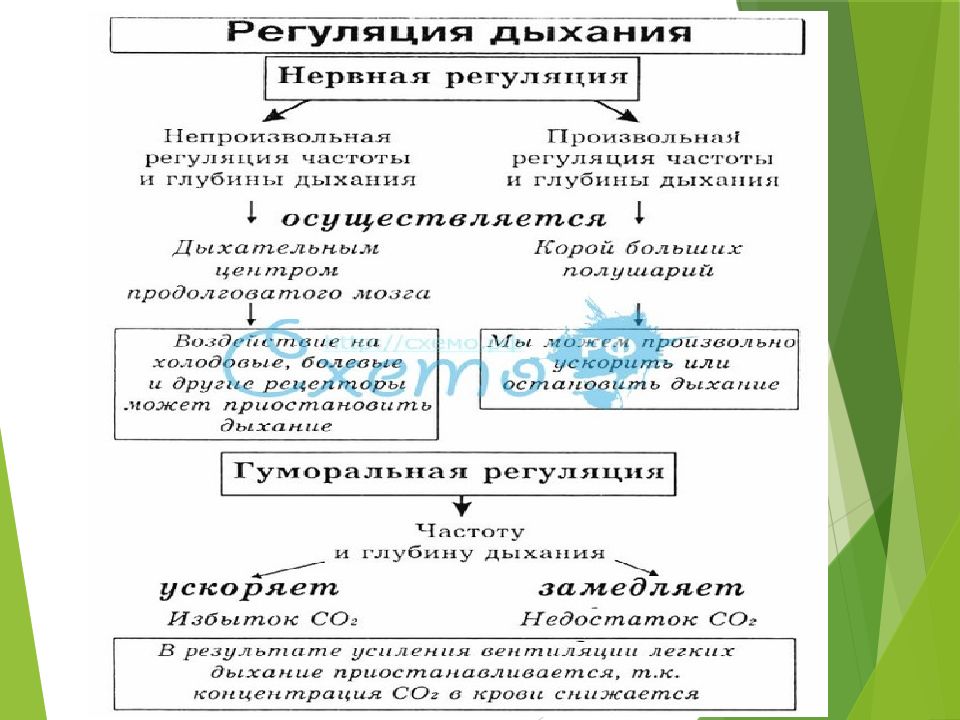 Презентация на тему регуляция дыхания