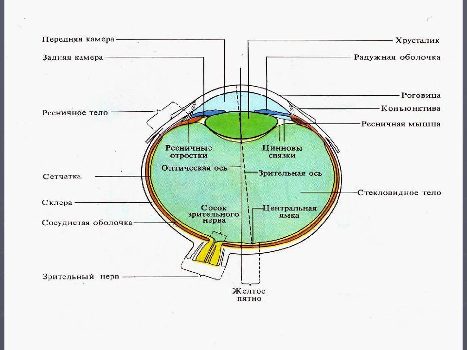 Метод глаза. Методы исследования органа зрения. Строение глаза передняя и задняя камеры. Строение глаза задняя камера. Строение глаза черепахи.