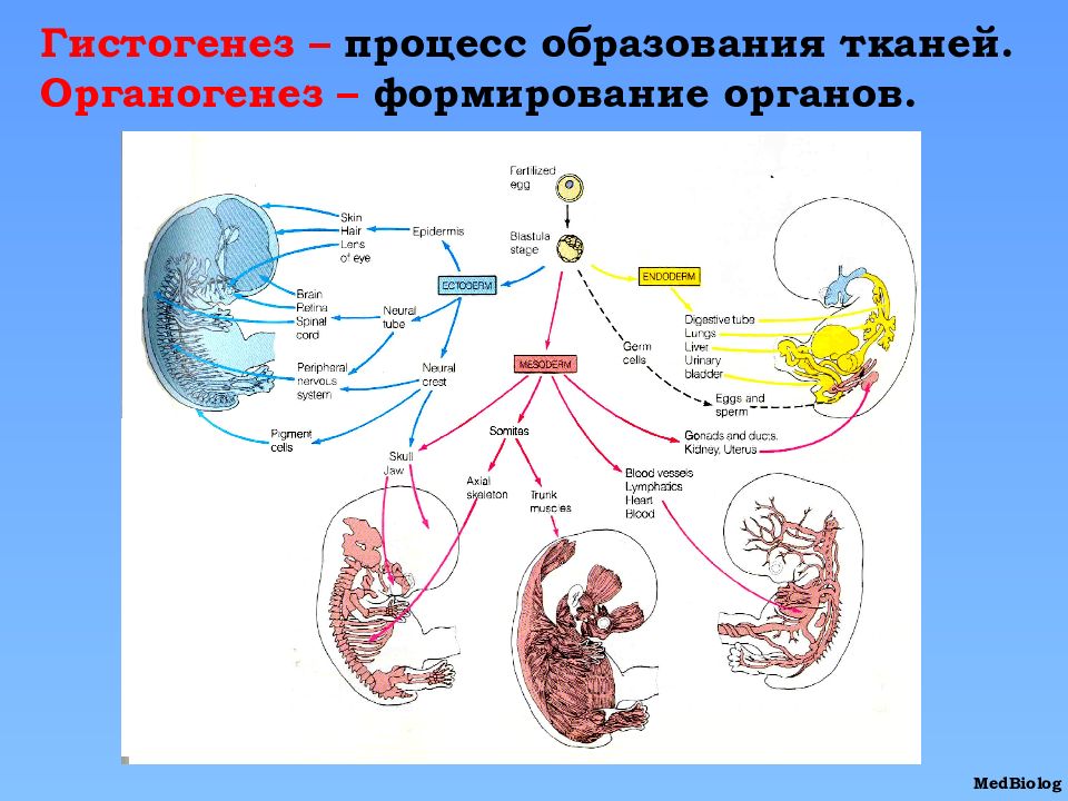 Гистогенез и органогенез рисунок