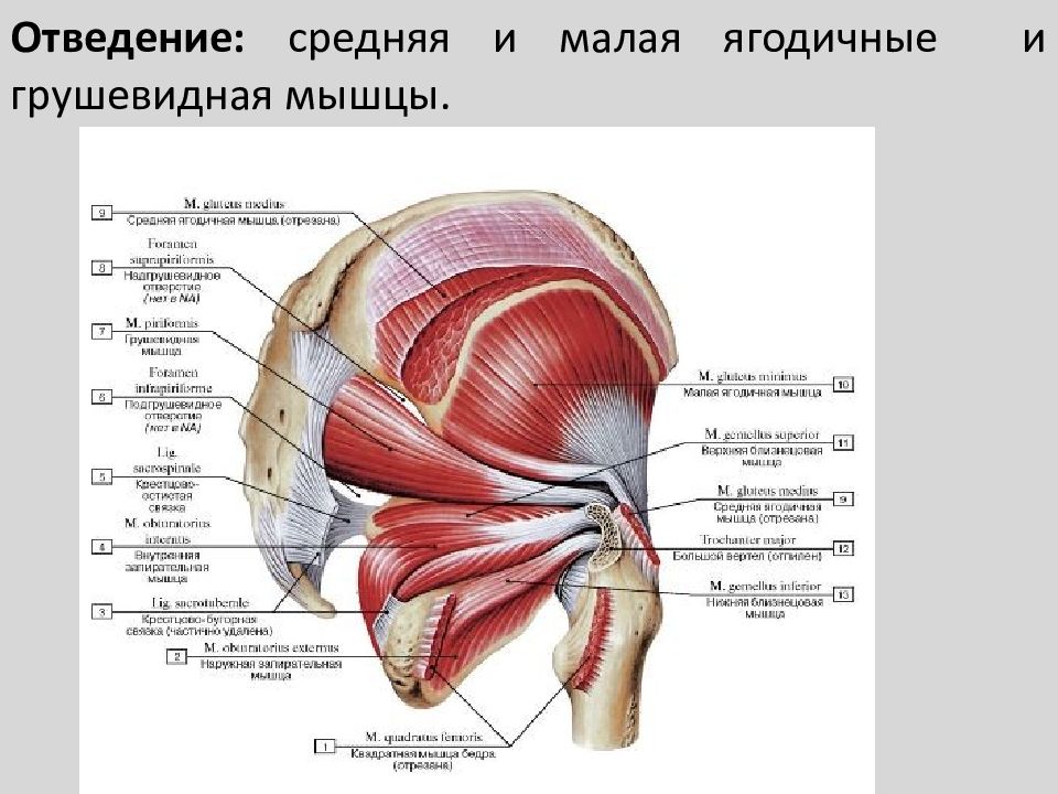 Близнецовые мышцы