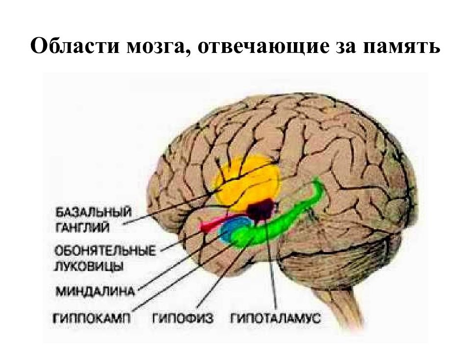 Участок мозга. Области мозга. Область отвечающая за память. Что отвечает за память в мозге. Область мозга отвечающая за мечты.