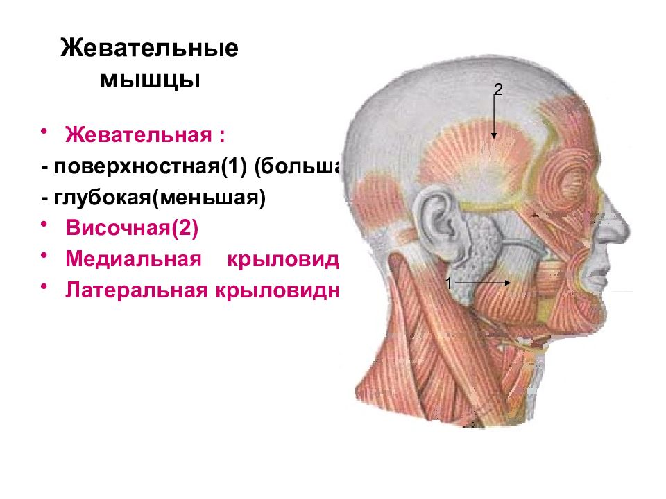 Жевательная мышца картинка