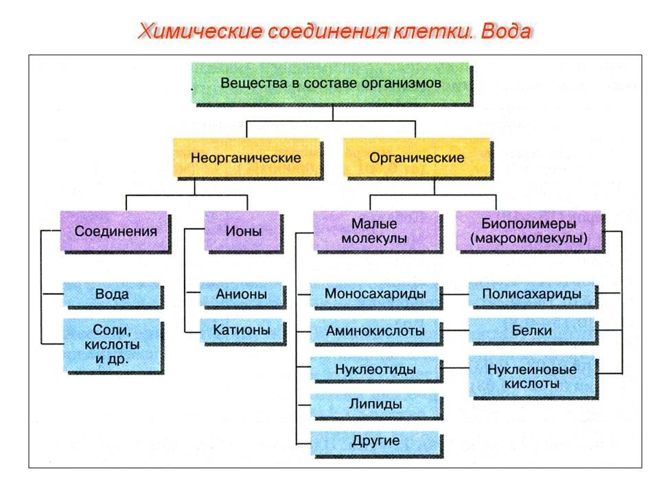 Химический состав клетки схема клетки