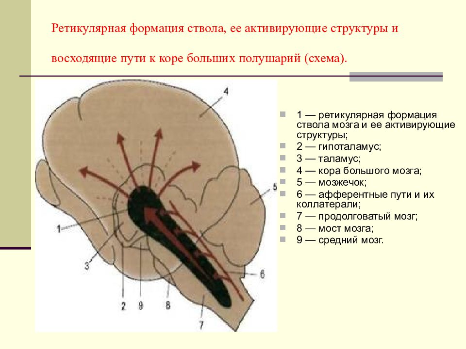 Ретикулярный мозг. Строение ретикулярной формации схема. Неспецифические активирующие системы (ретикулярная формация).. Ретикулярная формация и таламус. Ретикулярная формация мозгового ствола.