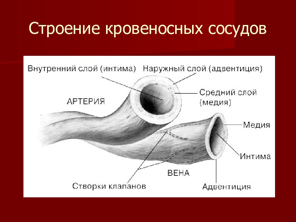 Какие особенности строения артерии. Строение сосудов. Структура кровеносных сосудов. Строение артерии. Строение и типы кровеносных сосудов.