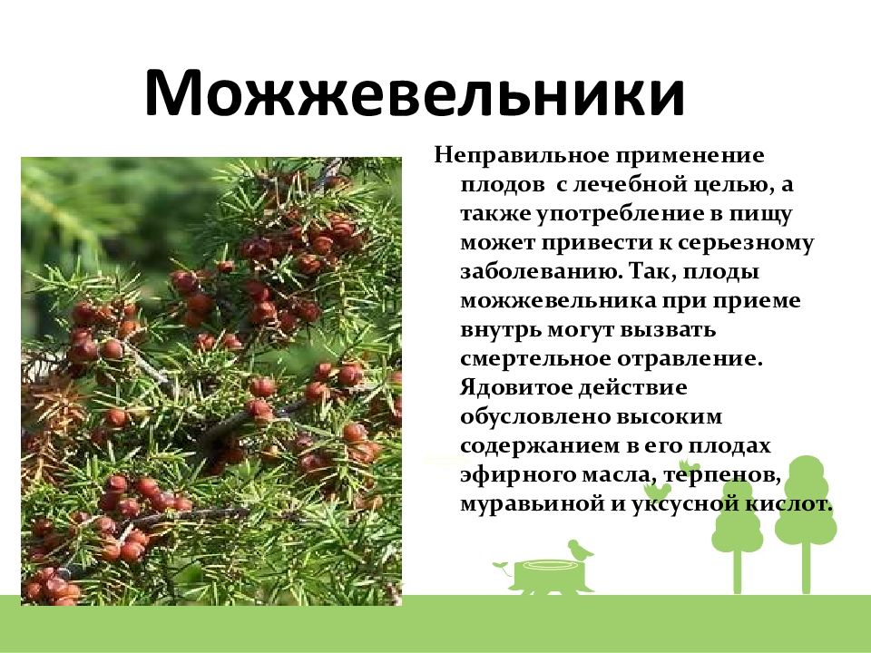можжевельник ядовитый или нет. можжевельник сибирский ядовитый?. ягоды можжевельника казачьего. шуг- па можжевельник. можжевельник ядовитый казахский.
