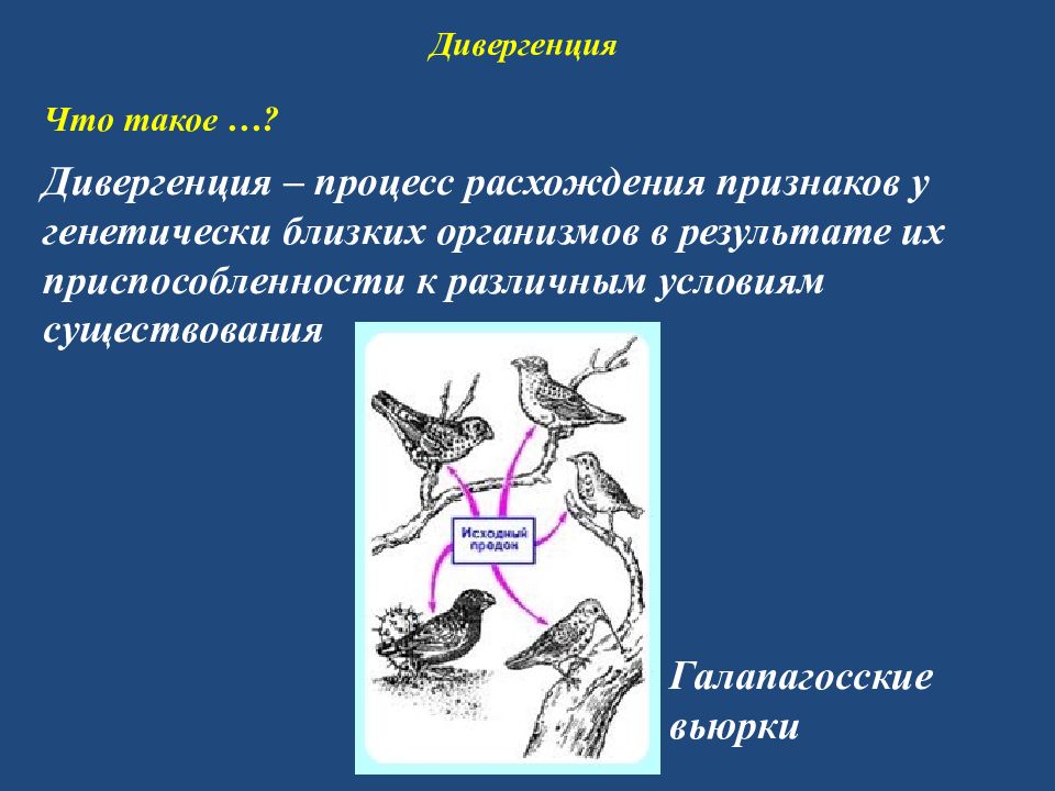 Закономерности эволюции презентация 11 класс