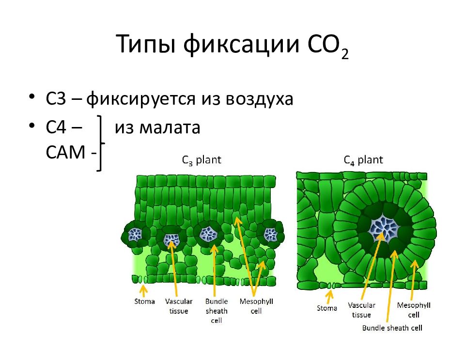 Фотосинтез биохимия презентация