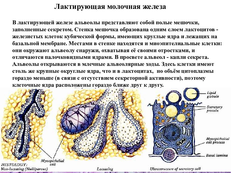 Молочные железы являются железами. Лактирующая молочная железа строение. Строение альвеолы молочной железы. Альвеолы молочной железы гистология. Выводные протоки молочных желез.