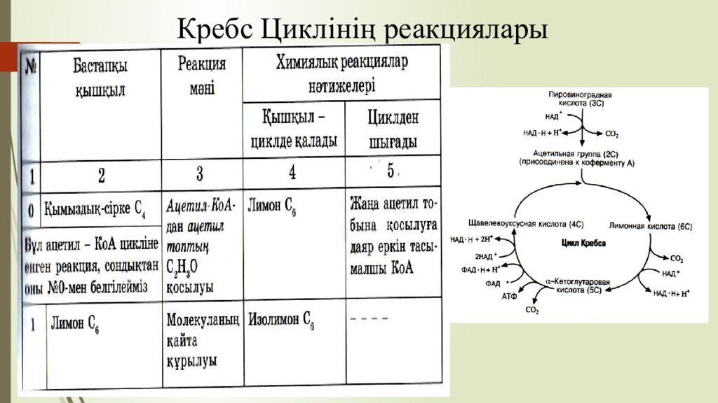 Алу последовательность. Цикл Кребса. Цикл Кребса ЕГЭ биология. Цикл Кребса в митохондриях. Митохондрия цикл Кребса ЕГЭ.