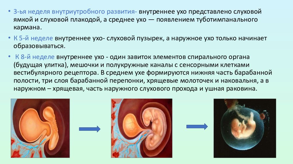 Особенности внутриутробного развития человека. Внутриутробное формирование органа слуха. Формирование уха внутриутробно. Внутриутробное развитие. Особенности внутриутробного развития.