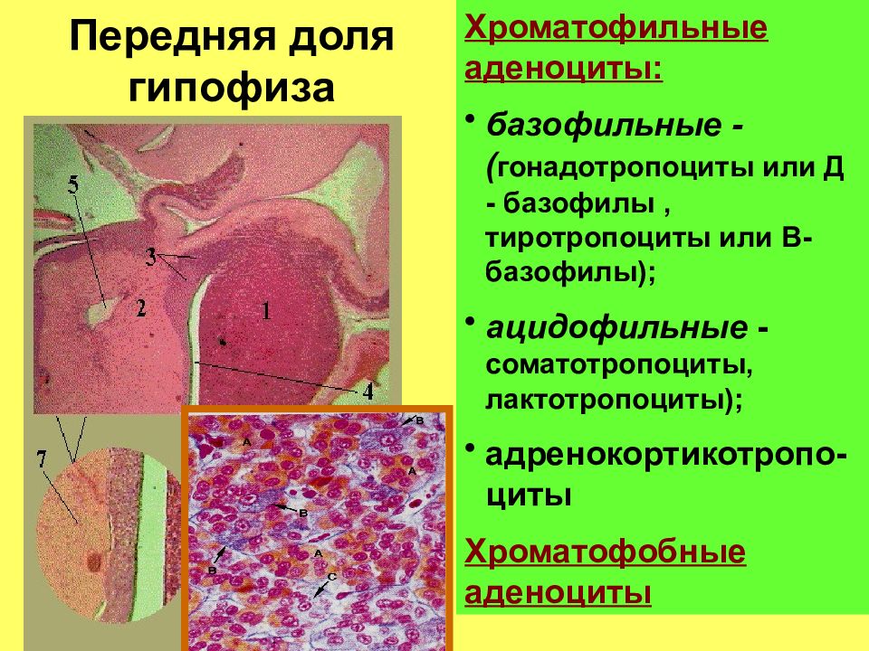 Гипофиз ткань
