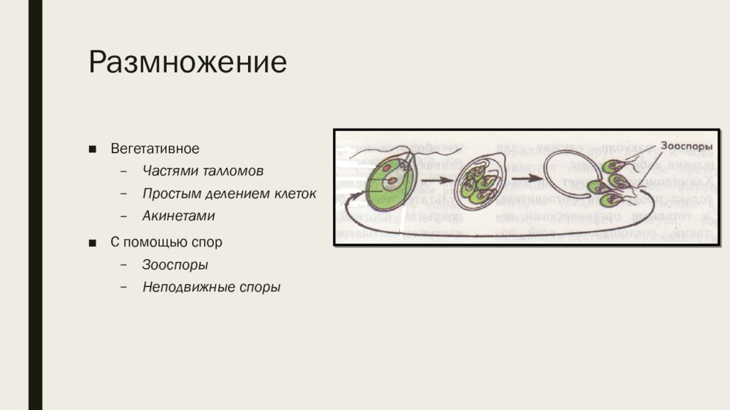 Вегетативная спора