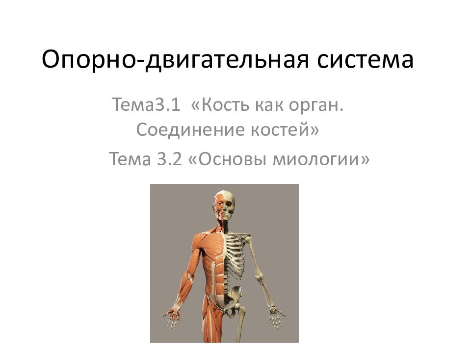 Опорно-двигательная система