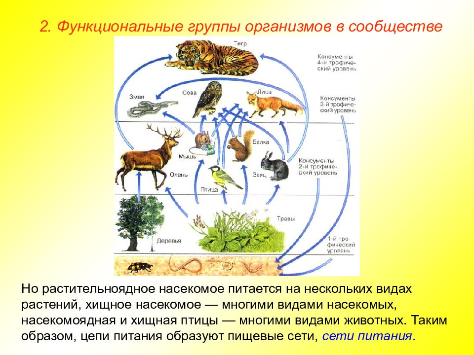 Сообщество организмов населяющих. Функциональные группы организмов в сообществе. Функциональные группы организмов в сообще. Функциональные группы экосистемы. Группы организмов в экосистеме.