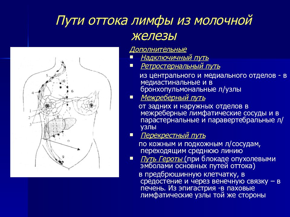Лимфоузлы при рмж. Аксиллярные и регионарные лимфоузлы. Лимфатическая система молочной железы топографическая анатомия. Регионарные лимфатические узлы.